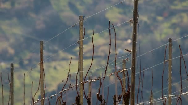 Pan Druiven Bij Zonnig Mooi Weer Stuttgart Duitsland Het Voorjaar — Stockvideo