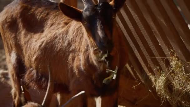 Brown Black Goat Horns Eating Dry Grass Feed House Sunny — ストック動画
