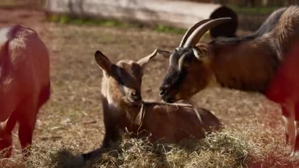 Tre Capre Brune Che Mangiano Erba Secca Una Soleggiata Giornata — Video Stock