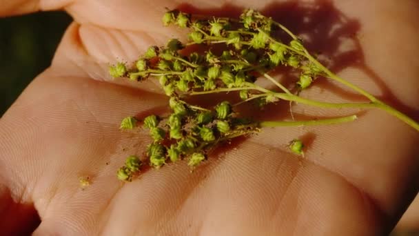 Queen Meadow Plant Filipendula Ulmaria Held Hand — Stockvideo