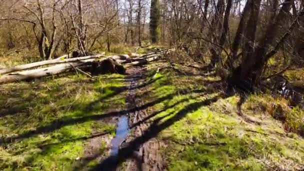 在一个平静的阳光明媚的早晨 漂浮在泥泞的林间小径上 — 图库视频影像