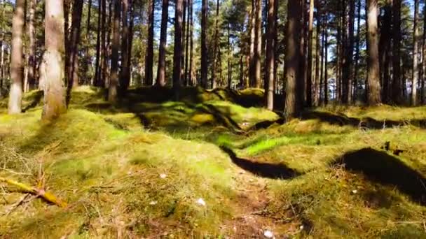 Gliding Grassy Area Forest Filled Tall Trees — Vídeo de stock