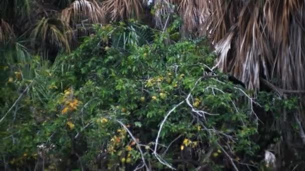 Steady Cam Skott Mangrove Flyter Från Båten — Stockvideo