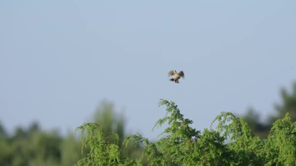 Самка Европейской Каменноугольной Птицы Сидящей Высоко Дереве — стоковое видео