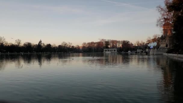 マドリードのレティーロ公園の大きな池で美しい夕日 水の後ろの木の上に金色の光で澄んだ空 アルフォンソ12世記念碑を片側に 多くのカモメが飛び回って釣りをしている — ストック動画