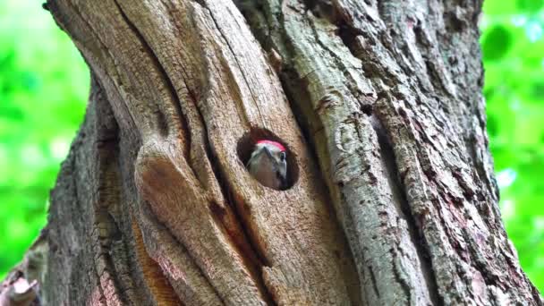 Rare Scene Woodpecker Chick Sticking Head Out Wooden Hole Nest — Vídeo de stock