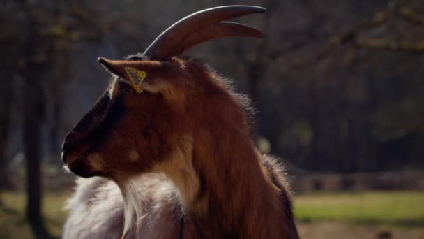 Brown Black Goat Horns Looks Area Sunny Spring Day Germany — Vídeos de Stock