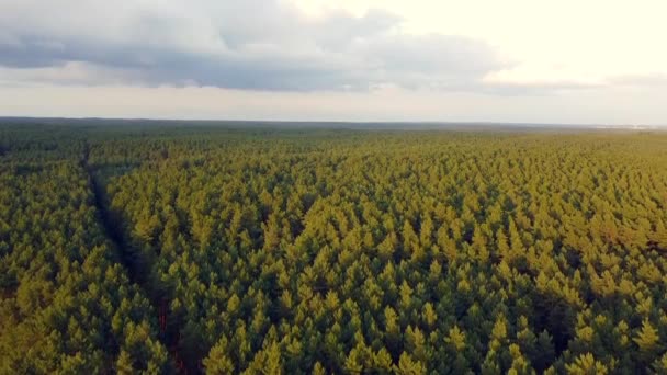 Amazing Aerial Flight Panorama View Drone Shot Woods Thunder Storm — 비디오