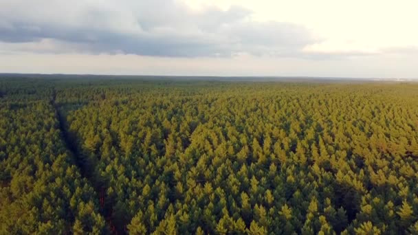 Amazing Aerial Flight Panorama View Drone Shot Woods Thunder Storm — Stock Video