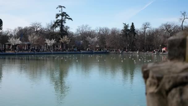 Grande Lago Parque Retiro Madrid Muitas Árvores Atrás Água Pessoas — Vídeo de Stock