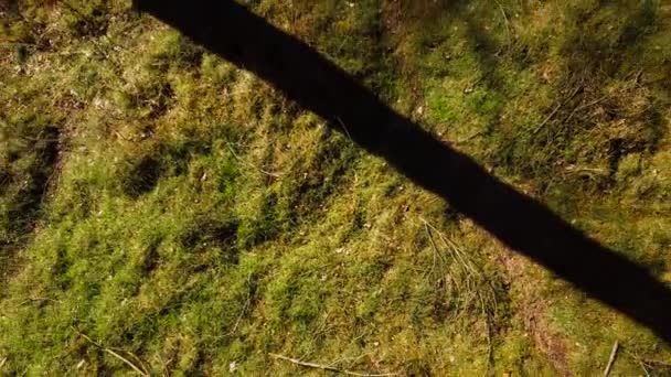 Aerial View Forest Floor While Moving Upwards Trees — Stock videók