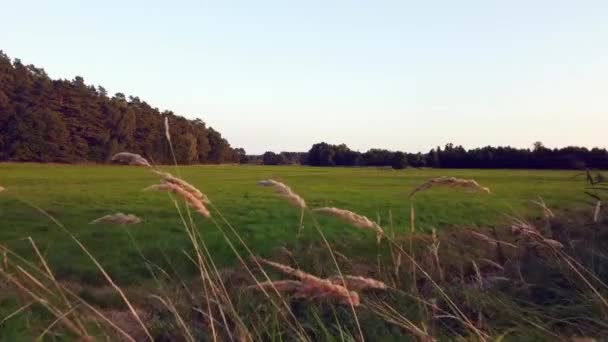Wagemutiger Flug Vorwärts Drohnenschuss Über Maisfeld Naturschutzgebiet Mritz Seen Park — Stockvideo