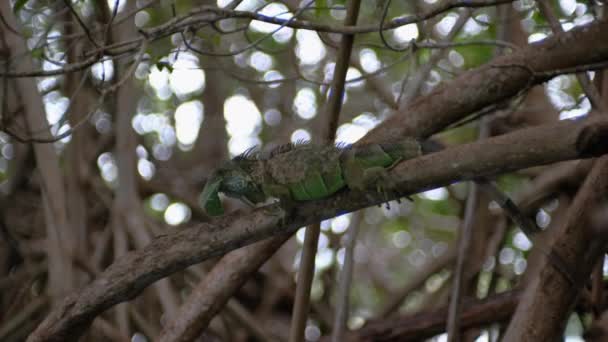 Iguana Mangia Una Foglia Seduta Albero Mangrovie Messico — Video Stock