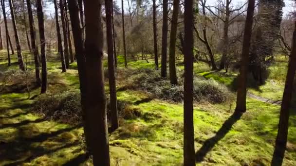 Flyter Mellan Höga Träd Lummig Grön Skog Solig Morgon — Stockvideo