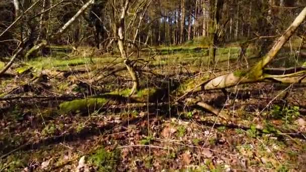Bajo Volando Sobre Árbol Caído Frondoso Denso Bosque — Vídeo de stock
