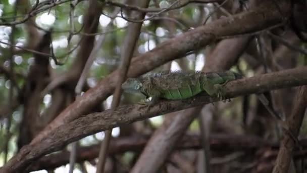 Iguana Sitting Mangrove Tree Mexico Ventanilla — Stockvideo
