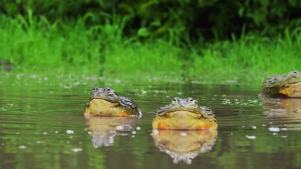 African Bullfrogs Swamp Rainy Season Pyxicephalus Adspersus Central Kalahari Game — Wideo stockowe