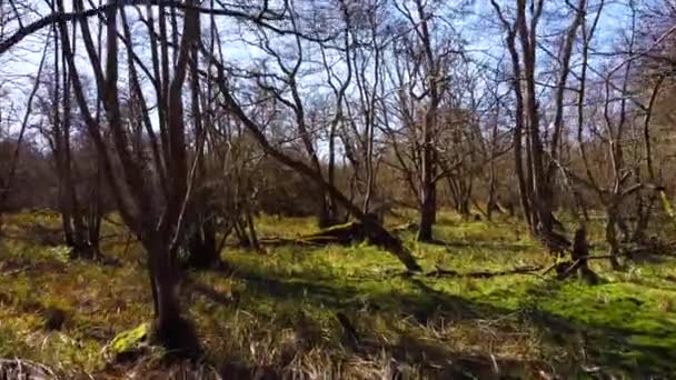 Deriva Entre Los Árboles Una Parte Espeluznante Bosque Denso — Vídeo de stock