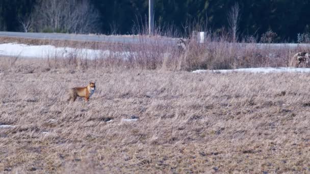 春の早朝に赤い狐乾燥した草の牧草地を歩く — ストック動画