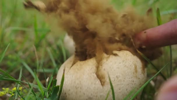 Giant Puffball Mushroom Exploding Spreading Spores Slow Motion — стоковое видео