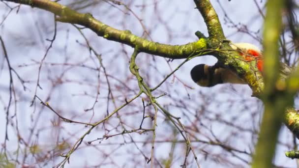 Gran Pájaro Carpintero Manchado Escondido Detrás Árbol Ramas Temporada Invierno — Vídeo de stock