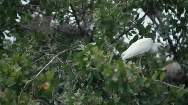 White Crane Standing Thin Tree Branch Mexico Laguna Ventanilla — Stock videók
