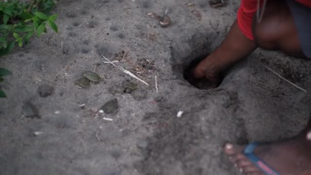 砂の穴から手で選ばれた赤ちゃん亀 — ストック動画