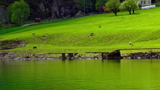 Time Lapse Shot Grazing Sheeps Hilly Pasture Field Lake Wide — Stockvideo