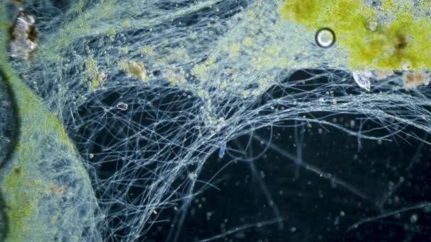 Cyanobacteria Зелені Водорості Рухаються Під Мікроскопом — стокове відео