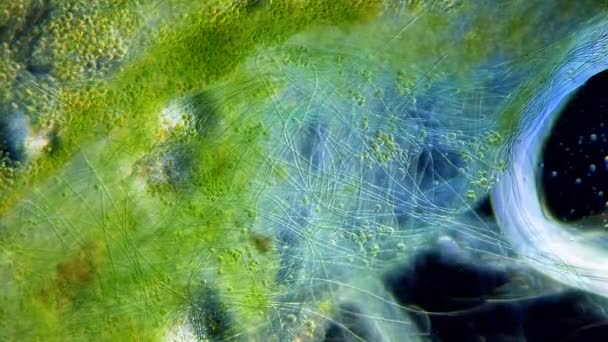 Cyanobacteria Dan Gerakan Ganggang Hijau Bawah Mikroskop — Stok Video