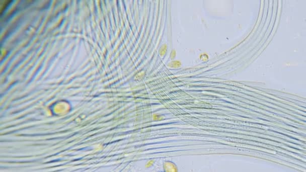 Cyanobacteria Green Algae Movement Microscope — Stock Video