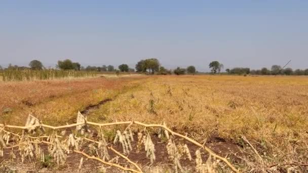 Beautiful Dry Stubble Field Sky — Vídeo de stock