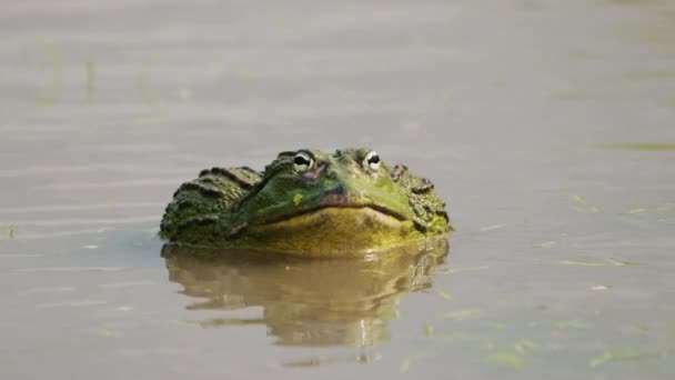Giant Male African Bullfrog Pyxicephalus Adspersus Water Rainy Season Central — Stock Video