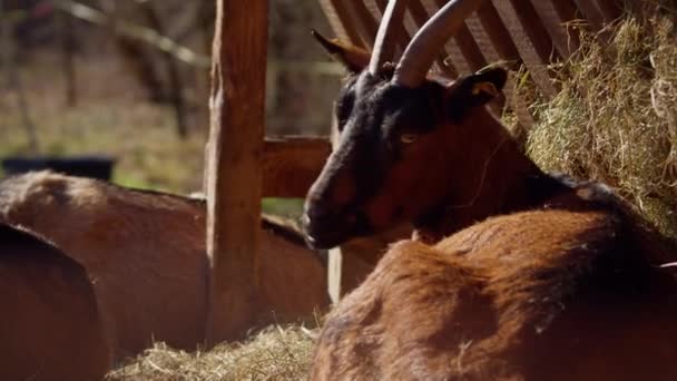 Brown Black Goat Horns Preens Scratches Itself Sunny Spring Day — Vídeo de Stock