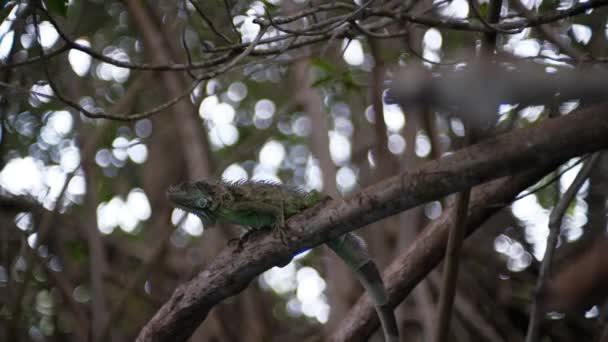 Leguan Sitzt Auf Einem Mangrovenbaum Und Schaut Sich — Stockvideo