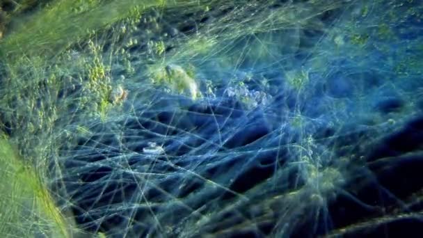 Cyanobacteria Green Algae Movement Microscope — Video Stock