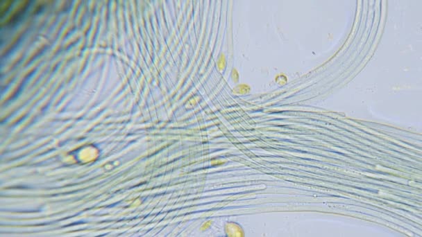 Κυανοβακτηρίδια Και Κίνηση Πράσινων Φυκιών Στο Μικροσκόπιο — Αρχείο Βίντεο