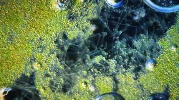 Cyanobacteria Green Algae Movement Microscope — ストック動画