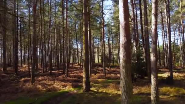 Високі Дерева Довгими Тінями Густому Лісі Спокійний Ранок — стокове відео