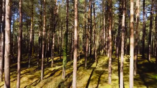 Glider Genom Tunna Träd Tät Fridfull Skog — Stockvideo