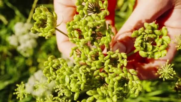 Mão Tocando Erva Daninha Broto Planta Verde Dia Ensolarado — Vídeo de Stock
