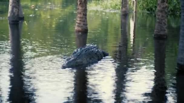 Crocodile Resting Still Lagoon Mexico Ventanilla — ストック動画