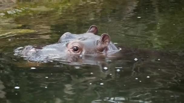 Mouvement Super Lent Refroidissement Bébé Hippopotame Dans Eau Regardant Dessus — Video