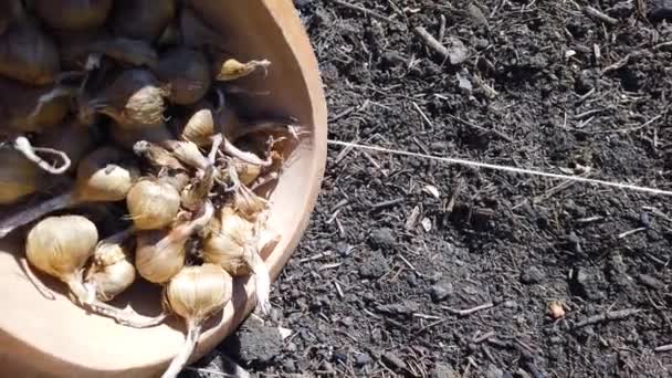 Pour Saffron Bulbs Wooden Bowl Soil Preparation New Season Rural — стоковое видео