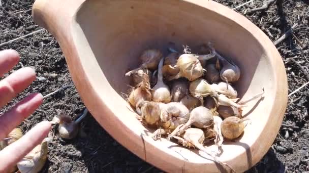 Transfers Saffron Bulbs Wooden Bowl Woman Hand Sifts Bulbs New — стоковое видео