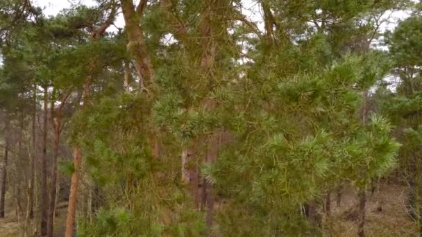 Close View Green Pine Forest Dense Vegetation Thetford Brandon United — Vídeo de stock