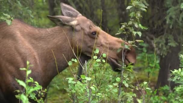Moose Τρώει Φυτά Στο Δάσος — Αρχείο Βίντεο