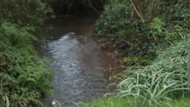 Babbling Brook Somerset Countryside — Stock Video