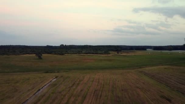 Grote Luchtvlucht Vlieg Voorwaarts Drone Schot Bij Zonsondergang Schemering Maïsveldin — Stockvideo