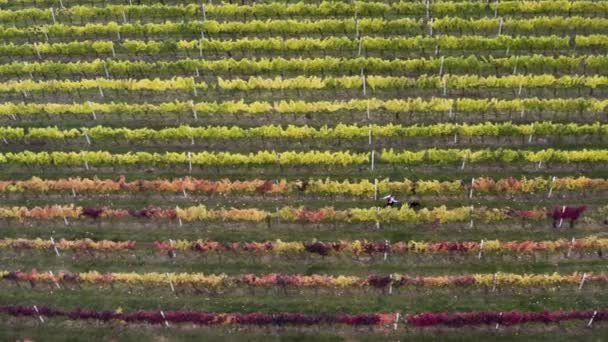 Woman Running Dog Leash Vineyard Rows Autumn Overhead — Video Stock